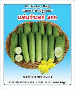 F1 Cucumber 499