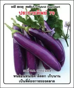 F1 Eggplant 79