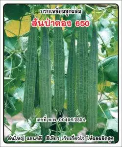 F1 Spong Gourd 650