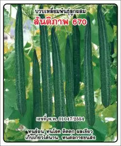 F1 Spong Gourd 670