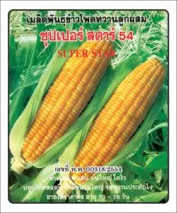 F1 Sweet Corn 54