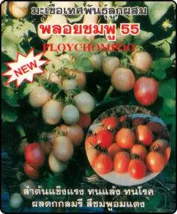 F1 Tomato 55