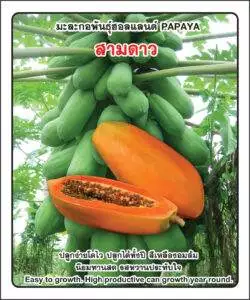 Holland Papaya