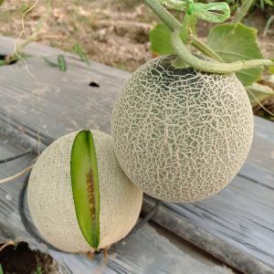 Melon