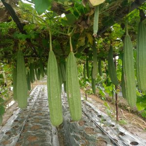 Sponge Gourd